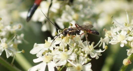 Micro-ichneumon