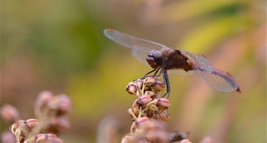 Le Sympetrum tardif (3)