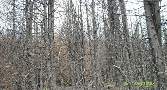 Le sol après l'incendie. (série 1)