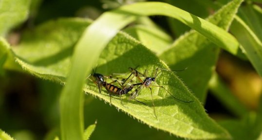 Reproduction de Tipules sp.