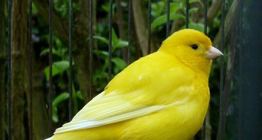 Canari chanteur