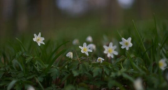 Anémone sylvie anémone des bois