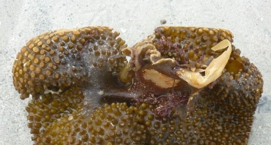 Chaussons de mer