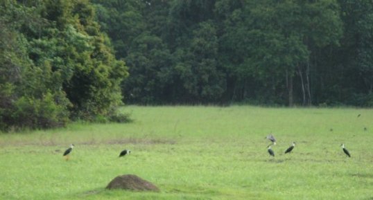 Oiseaux dans la savanne