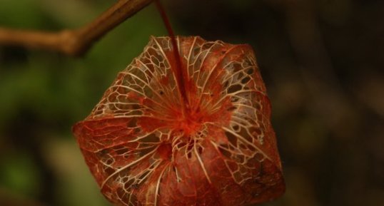 Physalis