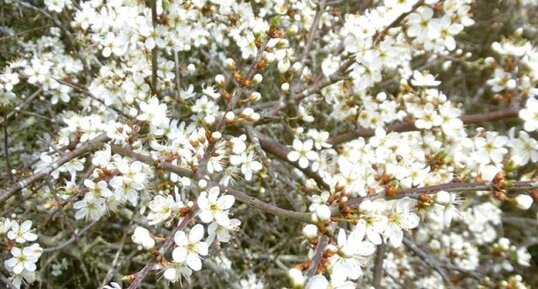 Prunellier en fleur