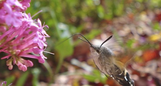 Moro sphinx - Macroglossum stellatarum