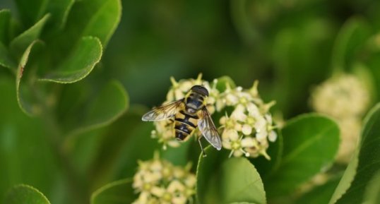 Eristale des fleurs