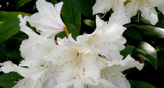 Rhododendron