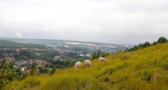 Moutons boulonnais