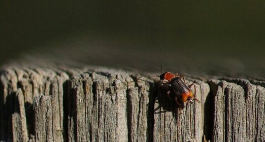 Cantharis lateralis - sous réserve