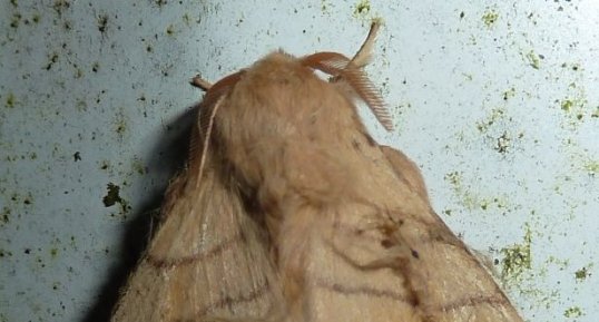 Malacosoma neustria ou Bombyx à livrée - Noctuelle