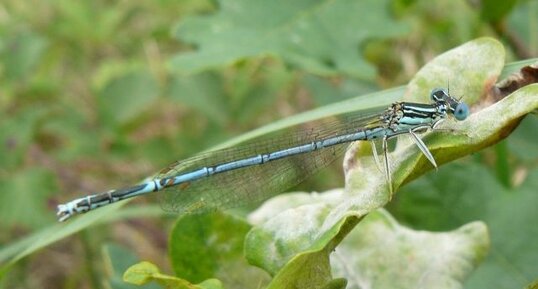 L'Agrion à larges pattes (1)