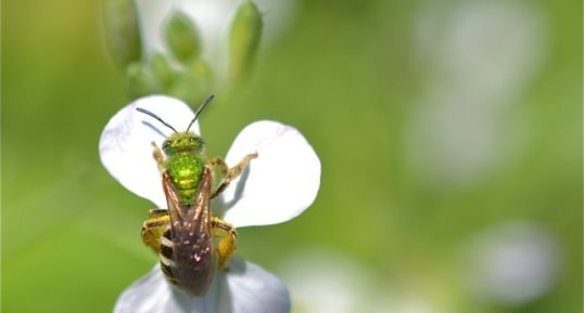 Agapostemon Virescens