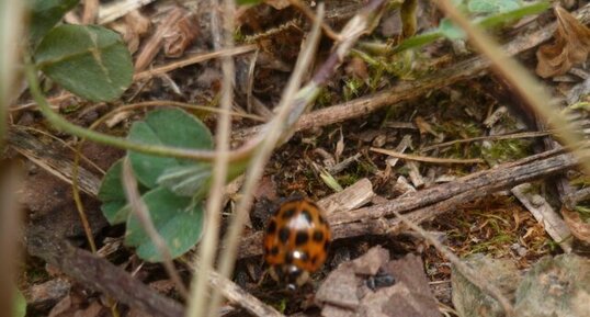 Harmonia axyridis ?