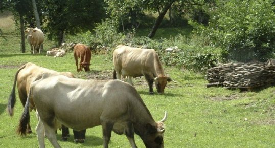 Aubracs au printemps