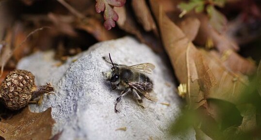 Colletes sp. - sous réserve