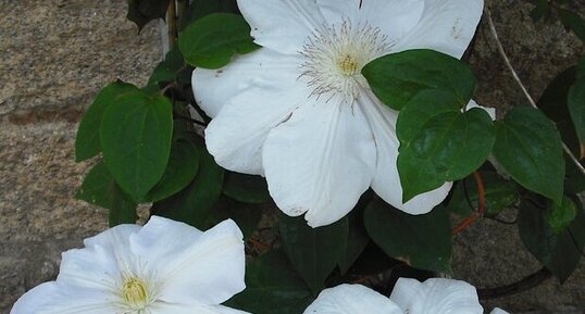 Clématite Clématite horticole : « Madame Van Houtte »