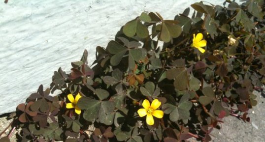 Oxalis ?