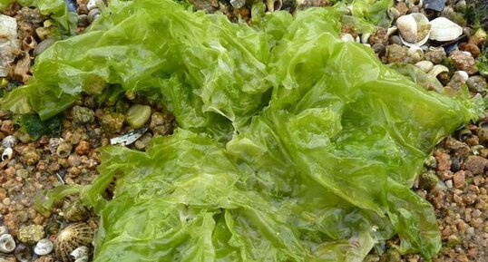 Laitue de mer (Ulva lactuca).