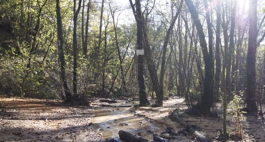 Sous-bois dans le colorado provençal