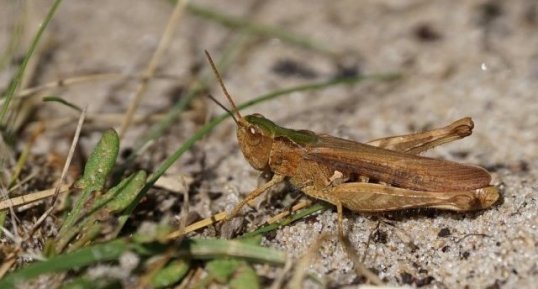 Omocestus sp. ??? Corthippus sp. ???