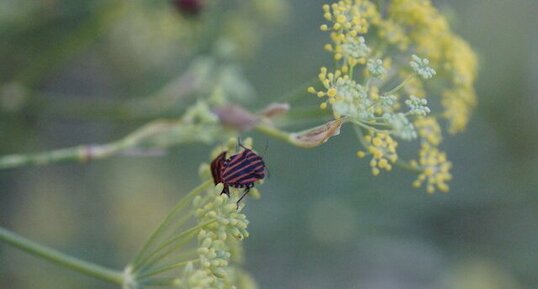 Graphosoma lineatum