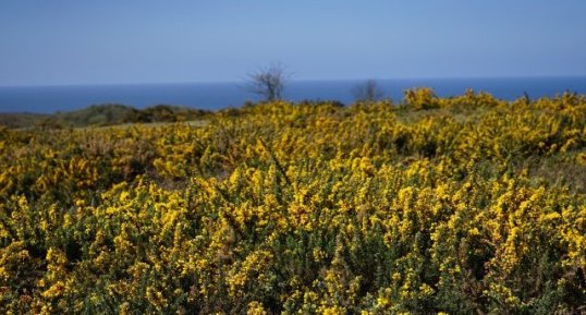 Prairie d'Ajonc