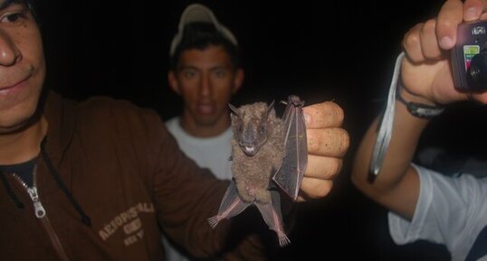 Chauve-souris