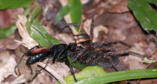 Guêpe parasitoide et sa proie