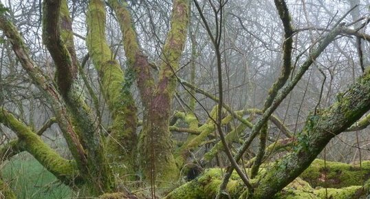 Arbre pieuvre