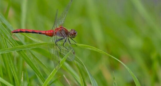 Sympetrum rubicundulum (1)