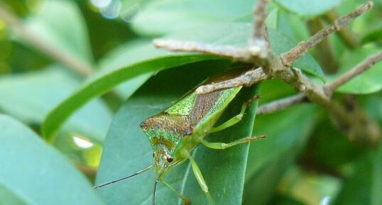 La Punaise de l'aubépine