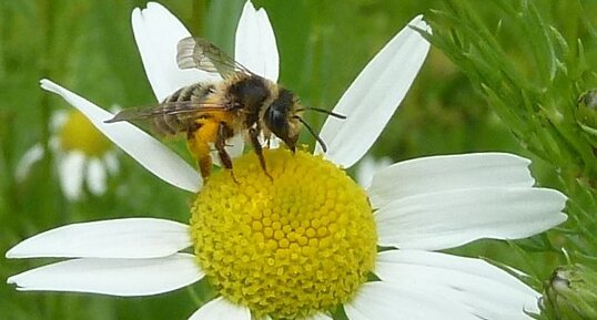 Abeille domestique.