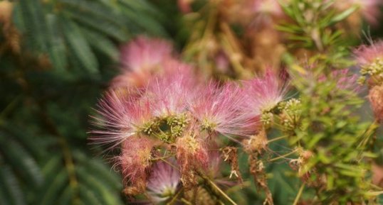 Albizia