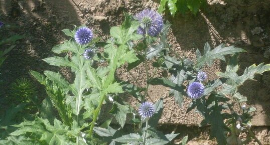 Echinops ritro