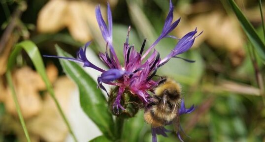 Centaurée des montagnes - centaurea montana L.