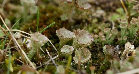 Cladonia sp.