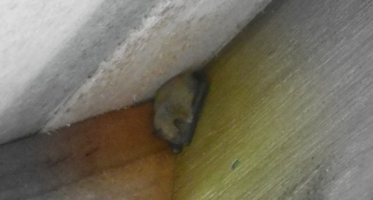 Pipistrelle au repos