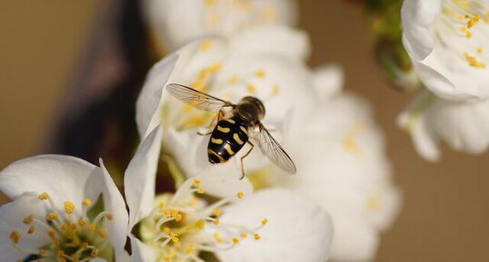 Syrphe sur cerisier