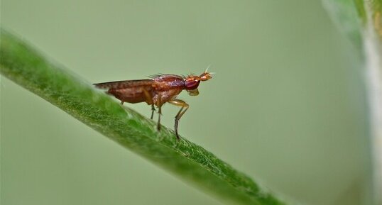 Limnia unguicornis