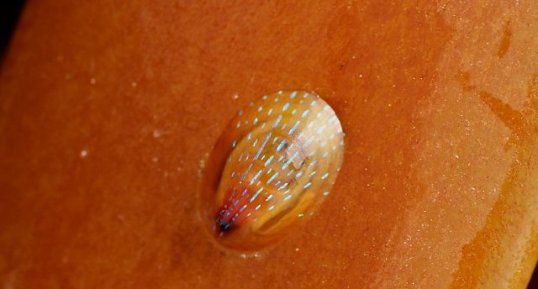 Patella pellucida