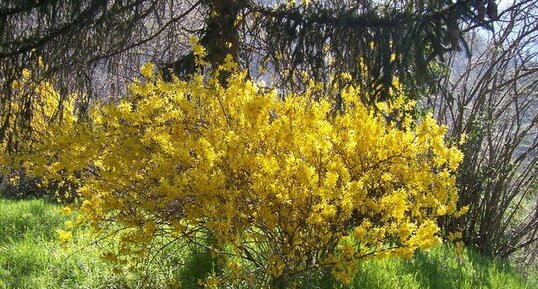 Forsythia - vue générale