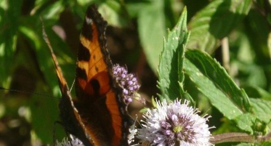 Papillon "Petite tortue"