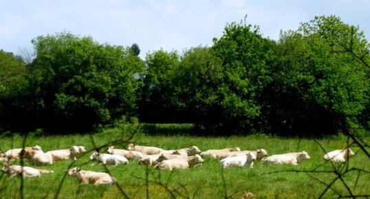 Vaches "froment du Léon"