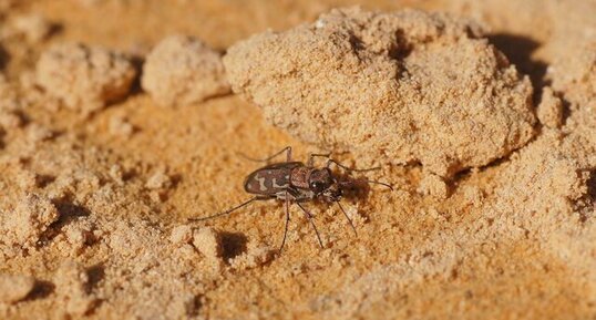 Cicindela flexuosa