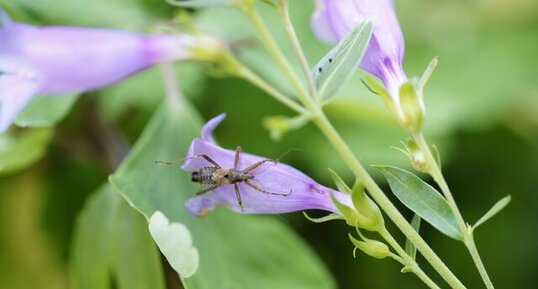 Hémiptère sp.