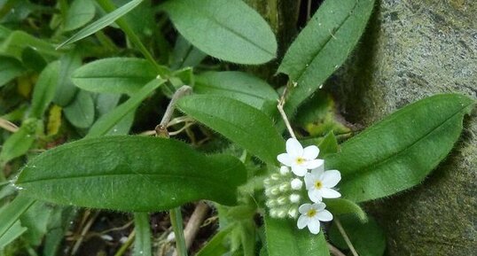 Myosotis blanc