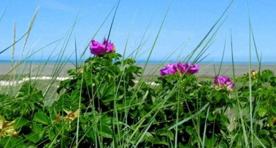 Rosa canina (rose des chiens)