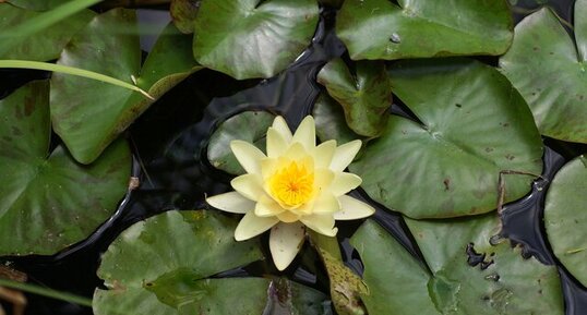 Nénuphar